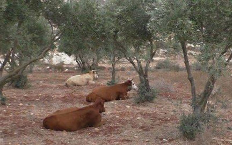 Itamar colonists release their cows in Aqraba olive groves despite being classified as area B