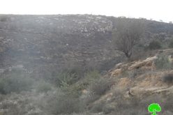 Yitzhar colonists set fire to 130 olive trees in Huwara