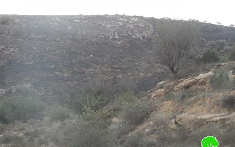 Yitzhar colonists set fire to 130 olive trees in Huwara