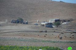 Under the pretext of military training, “Expel and displacement” affects the Bedouin communities in the northern Ghoor