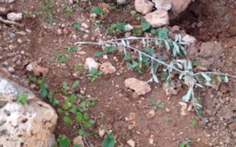 Itamar colonists cut down 50olive saplings in Aqraba