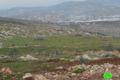 إخطار بإخلاء عشرات الدونمات الزراعية في خربة ” أم الكبيش” في بلدة طمون / محافظة طوباس