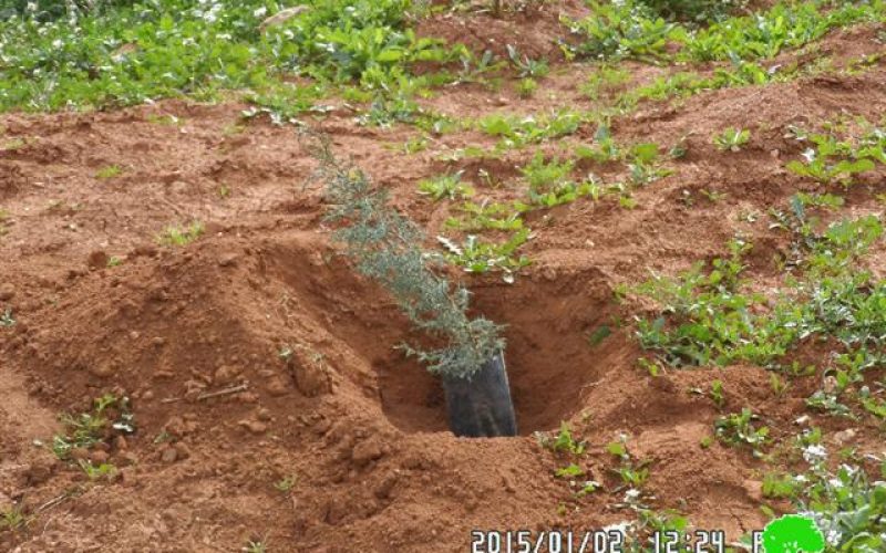 Banning olive trees cultivation in Tubas