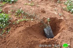 منع أهالي البقيعة من زراعة الغراس في حديقة الشهيد زياد ابو عين شرق سهل البقيعة