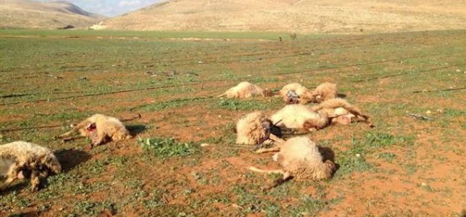 A Jewish colonist poisons 15 heads of Sheep in Nablus