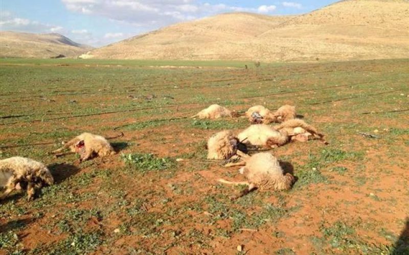 A Jewish colonist poisons 15 heads of Sheep in Nablus