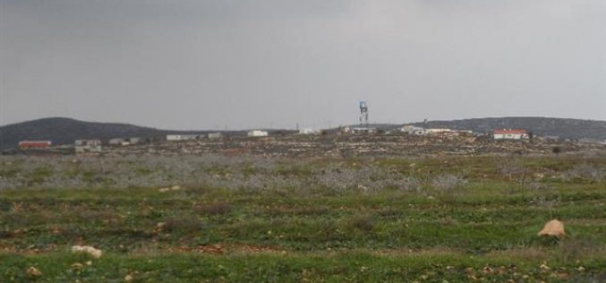 Adi Ad colonists sabotage 5000 olive saplings near Ramallah