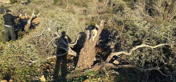 اقتلاع 36 شجرة زيتون في قرية ياسوف على يد مستعمري مستعمرة ” تفوح”