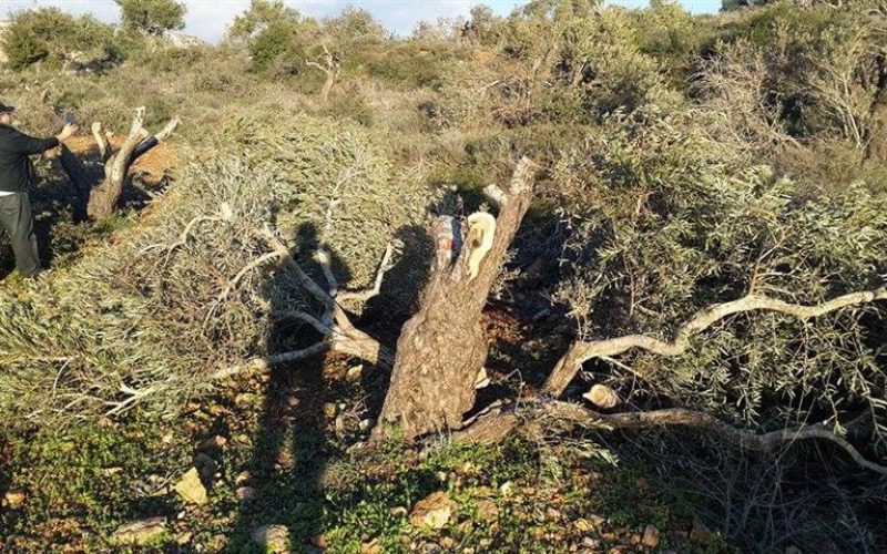 اقتلاع 36 شجرة زيتون في قرية ياسوف على يد مستعمري مستعمرة ” تفوح”