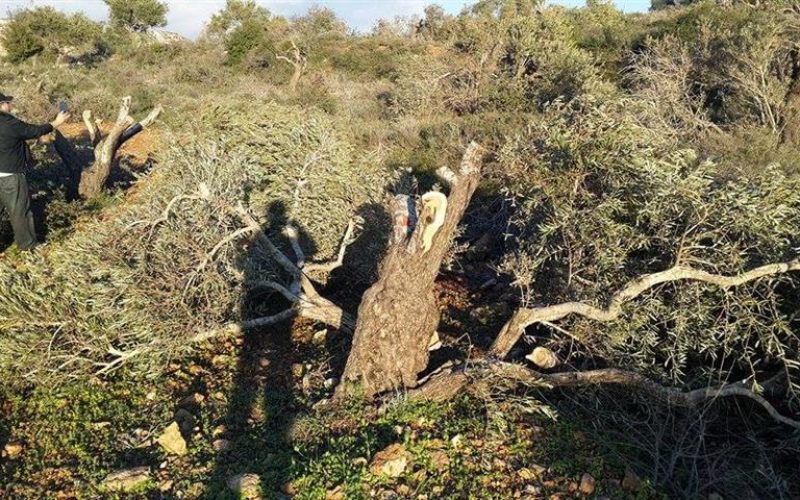 Uprooting 36 fruitful olive trees in Yasuf