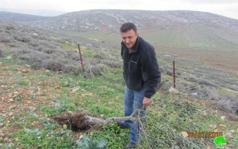 Adi Ad colonist sabotage 14 olive trees entirely in Ramallah
