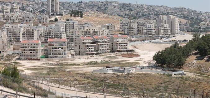 “During the Past Four Years”, <br> 
Accumulated 184 million NIS, to Subsidize the Settlement Project on the oPt