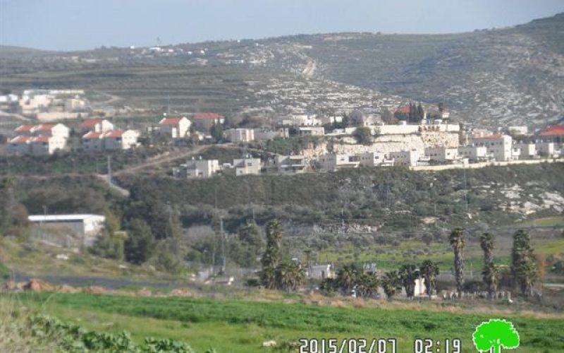 Killing 8 aging trees in Kfar Qadum through injecting them with toxic chemicals