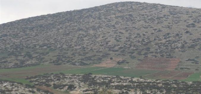 إخطار قطعة ارض بالإخلاء  مزروعة بـ 210 غراس زيتون في قرية التياسير