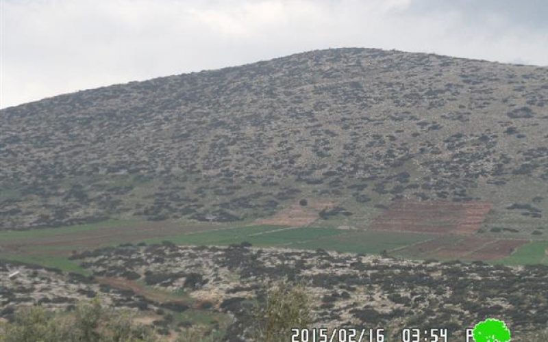 Israel Nature Authority notifies 210 olive seedlings with uprooting