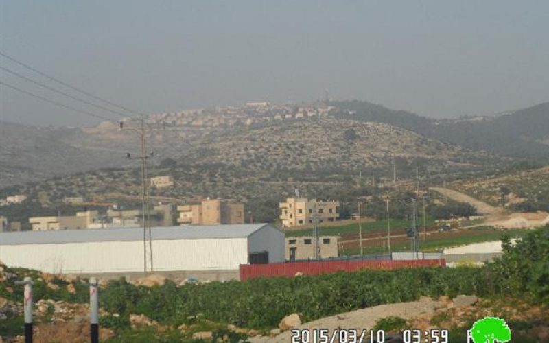 Under the pretext of preserving nature: the Israeli occupation ravages 300 olive saplings in Nablus