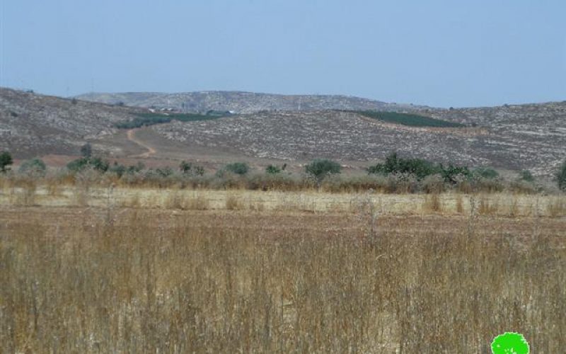 Adi Ad colonists destroy150 olive saplings in the Ramallah village of Turmusayya