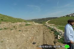 Halmish colonists sabotage 20 olive saplings in Deir Nitham