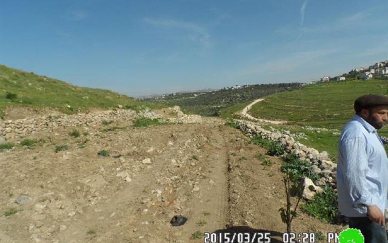 Halmish colonists sabotage 20 olive saplings in Deir Nitham