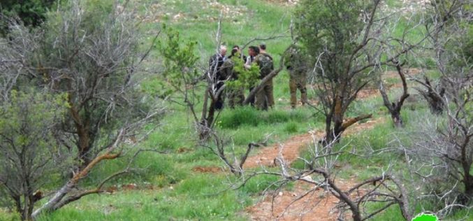 ضمن الهجمة العدوانية على الزيتون الفلسطيني, مستعمرون يقتلعون 1200 شتلة زيتون ولوزيات من أراضي بلدة الشيوخ