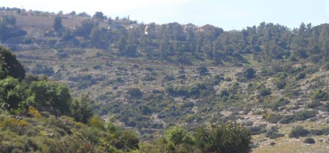 في ظل الاستهداف المتواصل لواد قانا, الاحتلال الإسرائيلي يقتلع ما يزيد عن 100 غرسة زيتون في منطقة واد قانا
