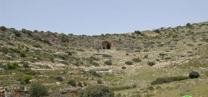 Uprooting and looting 520 olive saplings in the Salfit village of Deir Istiya