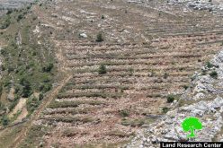 Ravaging 15 agricultural dunums from the Bethlehem village of Husan