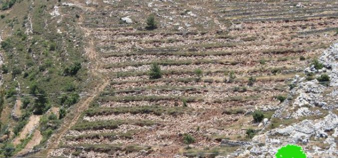 Ravaging 15 agricultural dunums from the Bethlehem village of Husan