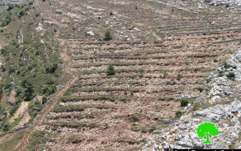 Ravaging 15 agricultural dunums from the Bethlehem village of Husan