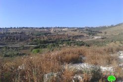 Colonists set fire to olive trees in the Tulkarm village of Kfar Sur