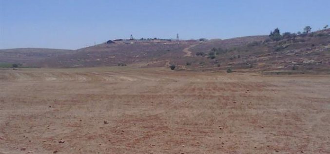 Yesh Kodish colonists sabotage 13 dunums of wheat crops in Nablus