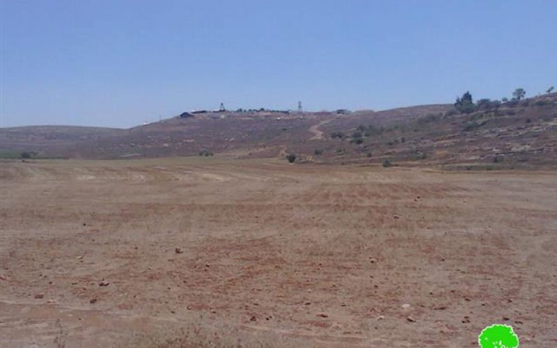 Yesh Kodish colonists sabotage 13 dunums of wheat crops in Nablus