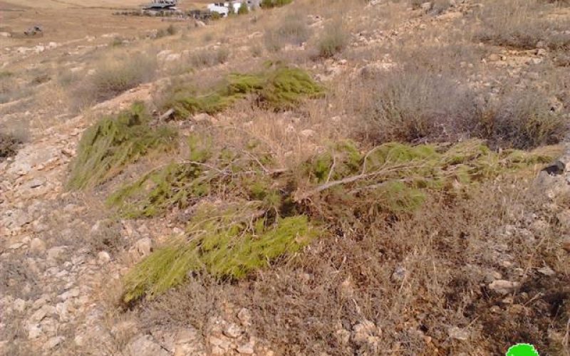 The Israeli occupation destroys a natural reserve in Tubas