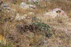 سلطات الاحتلال الاسرائيلية تقتلع اشتال زيتون في قرية حوسان