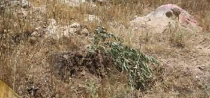 سلطات الاحتلال الاسرائيلية تقتلع اشتال زيتون في قرية حوسان