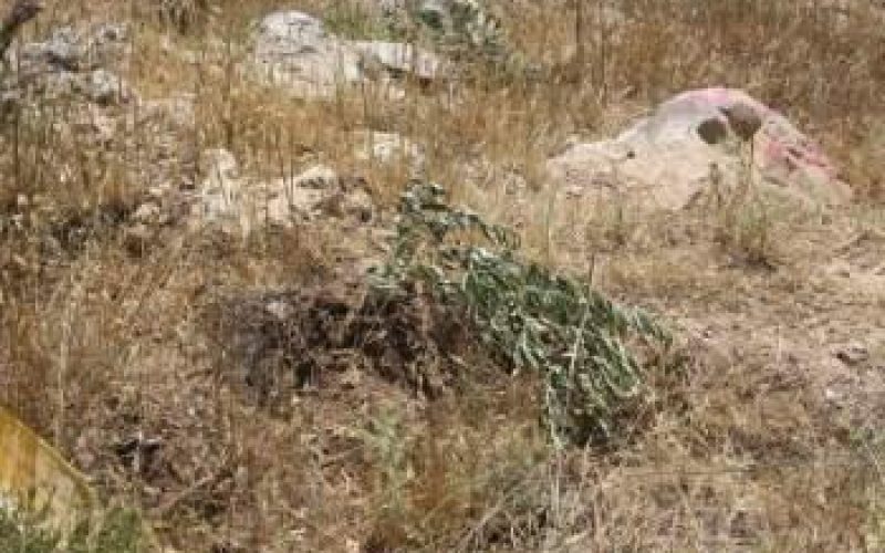 Israeli Authorities uprooted +200 Olive Seedlings in Husan Village West of Bethlehem Governorate