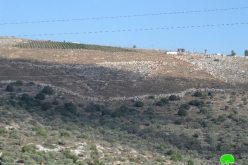 Tapuah colonists damage 38 fruitful olive trees in the Nablus town of Jamma’in
