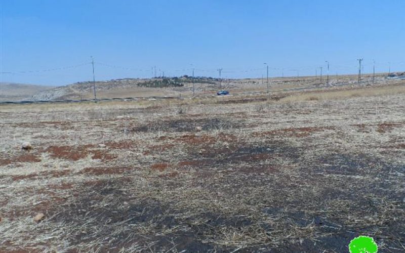 Torching 15 tons of wheat crops in the Ramallah village of Al-Tayba