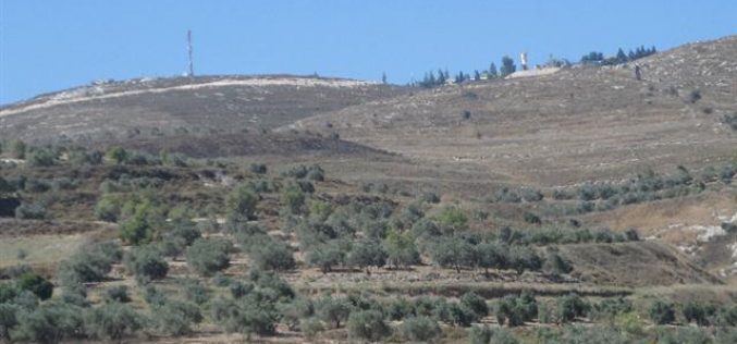 Yizhar colonists torch 15 olive trees in the Nablus village of Burin