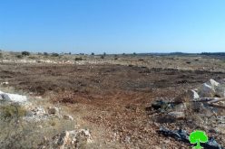 The Israeli occupation army uproots 280 seedlings in Qalqiliya governorate