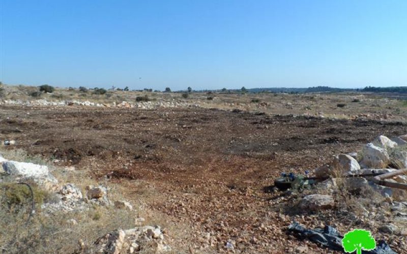The Israeli occupation army uproots 280 seedlings in Qalqiliya governorate