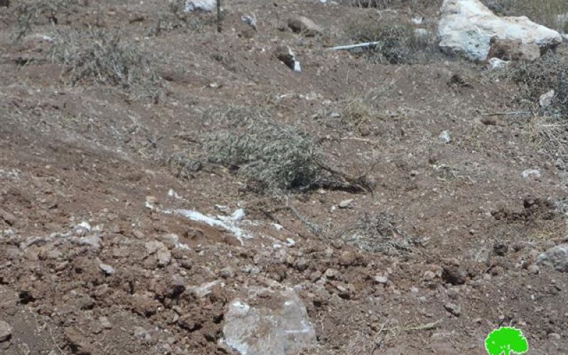 Ravaging lands and uprooting olive trees in the Hebron town of Beit Ula