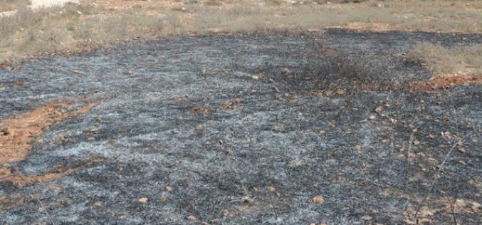 إحراق حقول للشعير وأشجار زيتون معمرة في الريف الجنوبي من مدينة نابلس