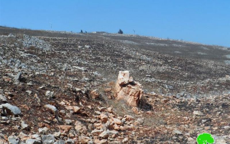 Givat Ronen colonists torch pastures and olive groves in Burin village