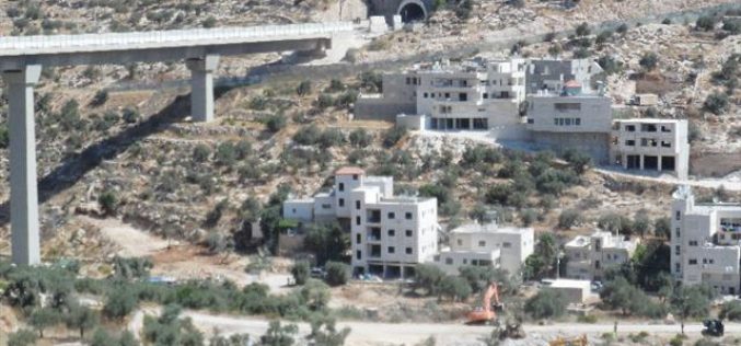 The Israeli occupation army ravages and uproots olive trees in Bethlehem governorate