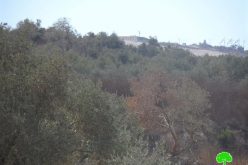Yizhar colonist torch nine olive trees in the Nablus village of Burin