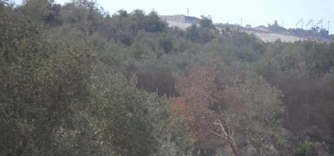 Yizhar colonist torch nine olive trees in the Nablus village of Burin