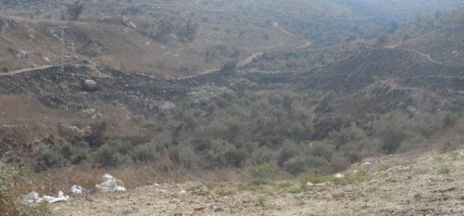 Colonists escalate attacks on Nablus agricultural lands