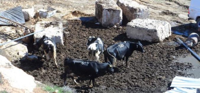 الاحتلال يهدم منشآت زراعية وبئر مياه شرق الخليل