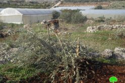 الاحتلال يدمر أراضي زراعية ويقتلع ويصادر أشجار مثمرة في عزبة شوفة / محافظة طولكرم